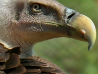 Політ над землею - Скріншот 1