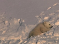 Замерзла планета - Скріншот 1