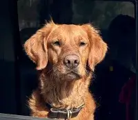 Втрачені квіти Еліс Гарт - Скріншот 1