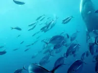 Дива життя - Скріншот 3