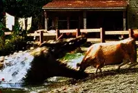 Лейк Плесід: Озеро страху - Скріншот 2