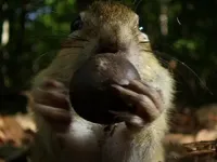 Приховані королівства - Скріншот 2