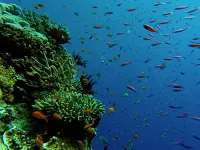 Великий Бар'єрний риф - Скріншот 1