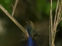 Мадаґаскар - Скріншот 1