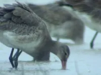 Невідомий Китай - Скріншот 3