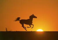 Породжений у пісках - Скріншот 2