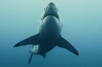 Риф: монстр глибин - Скріншот 4