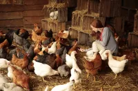 Бабуся з міста - Скріншот 1