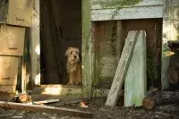 Бенджі - Скріншот 2