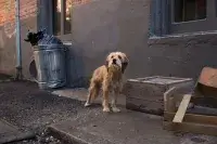 Бенджі - Скріншот 4