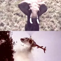 Аскарі - Скріншот 2