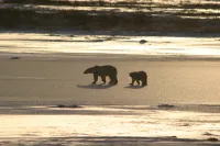 Білий ведмідь - Скріншот 1
