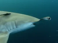 Дика Північна Америка - Скріншот 2