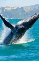 Дикі Гаваї - Скріншот 1