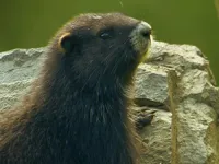 Дикі острови - Скріншот 1