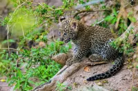 Королева леопардів - Скріншот 2