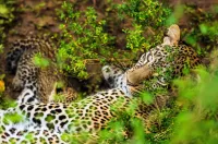 Королева леопардів - Скріншот 3