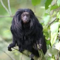 Ковчег Аттенборо - Скріншот 3