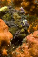 Морські глибини - Скріншот 4