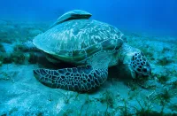 Океани - Скріншот 2