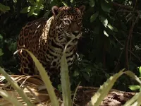 Сила життя - Скріншот 3