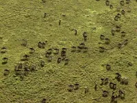 Великі міграції - Скріншот 3