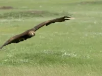 Володар прерій - Скріншот 2