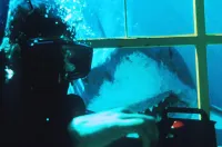 Акули - Скріншот 2