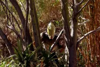 Чужий проти Мисливця - Скріншот 1