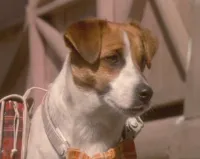 Лапи - Скріншот 3