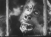 Мавпа - Скріншот 3