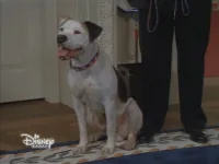 Пес і жебрак - Скріншот 3