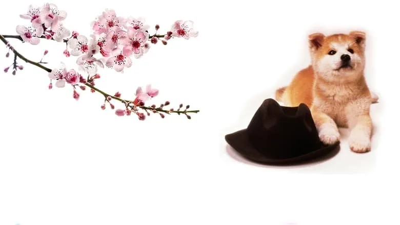 Фонове зображення Хачіко / Історія Хачіко