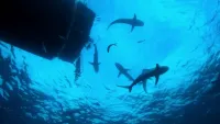 Усі акули світу - Скріншот 2