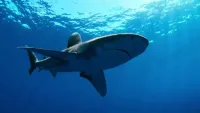 Усі акули світу - Скріншот 4