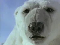 Король - Полярний Ведмідь (Король - Білий Ведмідь) - Скріншот 2