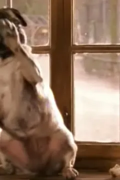 Моллі і Мопс 3 - Мопс рідко ходить сама