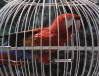 Вісімсот льє вниз Амазонкою  - Скріншот 4