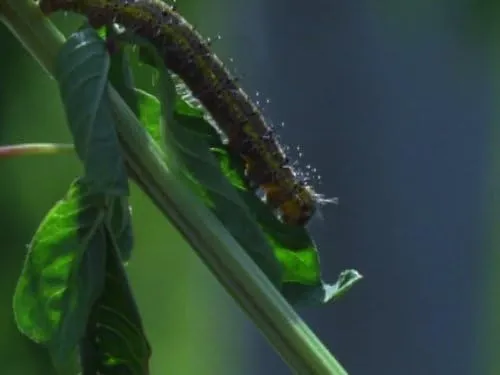 Фонове зображення Хіт-парад дикої природи