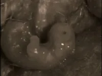 Хіт-парад дикої природи - Скріншот 3