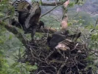 Хіт-парад дикої природи - Скріншот 4