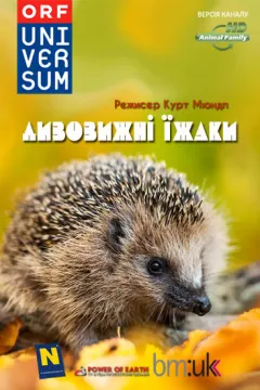 Дивовижні їжаки